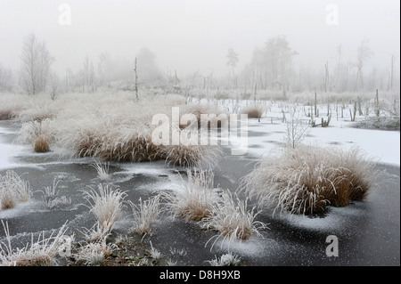 Goldenstedter Moor, Basse-Saxe, Allemagne Banque D'Images