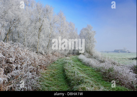 Goldenstedter Moor, Basse-Saxe, Allemagne Banque D'Images