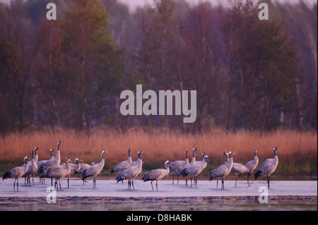 Couchage grues, goldenstedter Moor, Basse-Saxe, Allemagne Banque D'Images