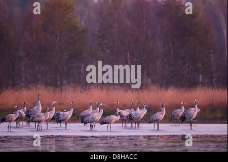 Couchage grues, goldenstedter Moor, Basse-Saxe, Allemagne Banque D'Images