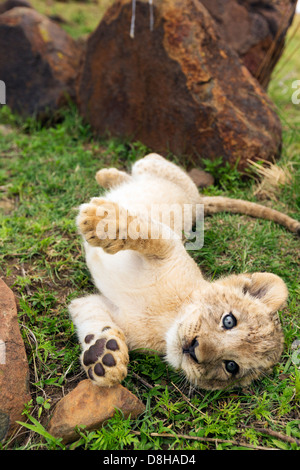 Lion cub roulant sur sa joue à nouveau Banque D'Images