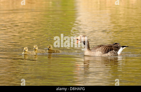 Graugans junior avec Banque D'Images