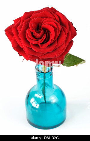 Rose rouge dans un vase bleu Banque D'Images