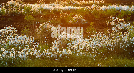 Le lièvre-queue de linaigrettes, Eriophorum vaginatum, goldenstedter Moor, Basse-Saxe, Allemagne Banque D'Images