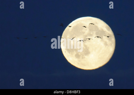 Pleine lune avec les oiseaux migrateurs, goldenstedter Moor, Basse-Saxe, Allemagne Banque D'Images