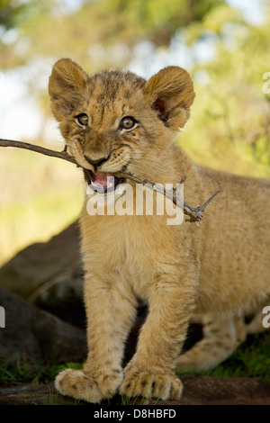 Lion cub jouer avec un bâton. Banque D'Images