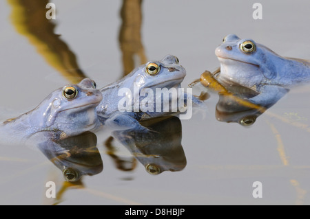 Moor grenouilles, mâle à la saison des amours, Rana arvalis, Basse-Saxe, Allemagne Banque D'Images