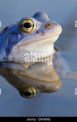 Moor frog, homme à la saison des amours, Rana arvalis, Basse-Saxe, Allemagne Banque D'Images