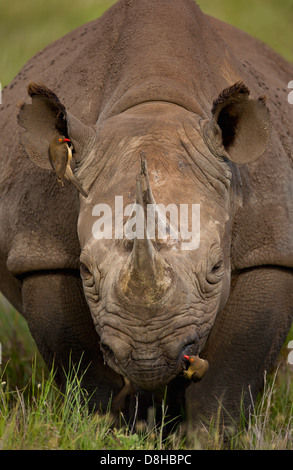 Red-billed oxpecker(Buphagus erythrorhynchus) sur le rhinocéros noir (Diceros bicornis) au Kenya. Banque D'Images