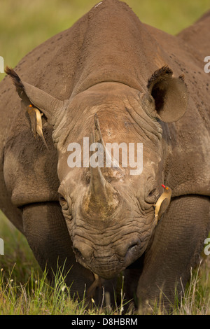 Red-billed oxpecker(Buphagus erythrorhynchus) sur le rhinocéros noir (Diceros bicornis) au Kenya. Banque D'Images