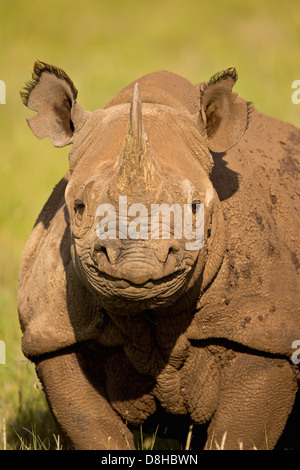 Portrait de rhinocéros noir (Diceros bicornis). Kenya Banque D'Images