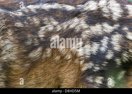 Robe fauve, Chevreuil, Capreolus capreolus, Vechta, Niedersachsen, Allemagne Banque D'Images