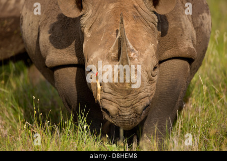 Red-billed oxpecker(Buphagus erythrorhynchus)sur le rhinocéros noir (Diceros bicornis) Kenya Banque D'Images