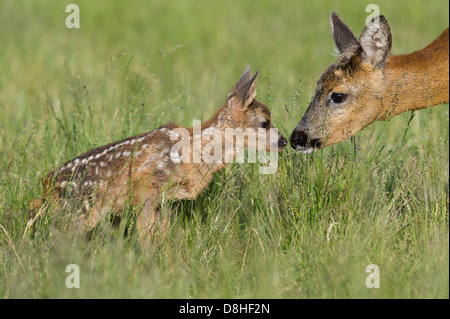 Biche, Chevreuil, Capreolus capreolus, Vechta, Niedersachsen, Allemagne Banque D'Images