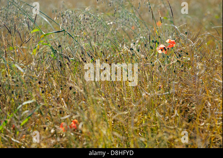 Les herbes et les coquelicots de plus en anglais summer meadow hay field, Oxfordshire, Angleterre. Peu de profondeur de foyer Banque D'Images