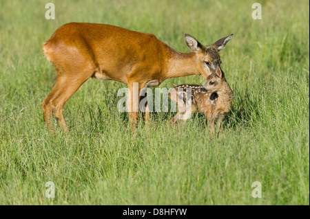 Biche, Chevreuil, Capreolus capreolus, Vechta, Niedersachsen, Allemagne Banque D'Images