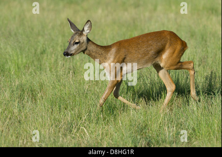 Biche, Chevreuil, Capreolus capreolus, Vechta, Niedersachsen, Allemagne Banque D'Images