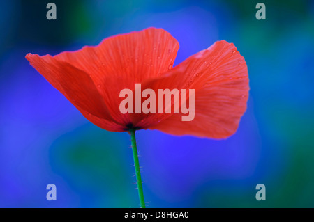 Coquelicot, Papaver rhoeas, Vechta, Niedersachsen, Allemagne Banque D'Images