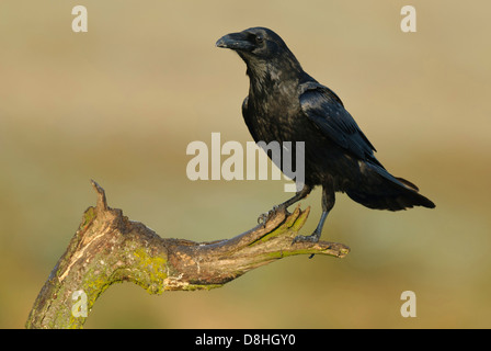 Grand corbeau, Corvus corax, feldberger seenlandschaft, mecklenburg-vorpommern, Allemagne Banque D'Images