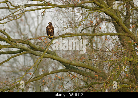 Pygargue à queue blanche, Haliaeetus albicilla, feldberger seenlandschaft, mecklenburg-vorpommern, Allemagne Banque D'Images