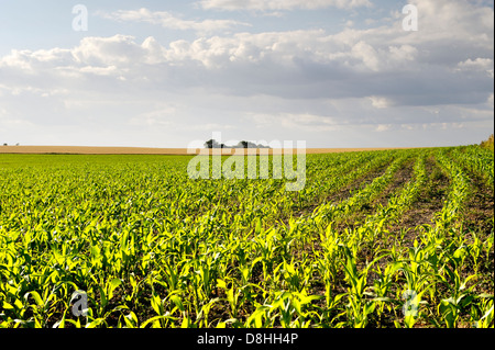 La croissance précoce des épis de maïs maïs maïs semis Semis plantes végétales plantées dans les lignes de champ des perceuses. Oxfordshire, Angleterre Banque D'Images