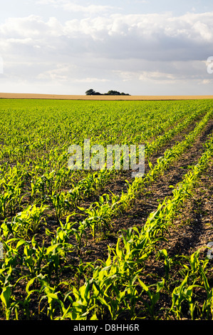 La croissance précoce des épis de maïs maïs maïs semis Semis plantes végétales plantées dans les lignes de champ des perceuses. Oxfordshire, Angleterre Banque D'Images