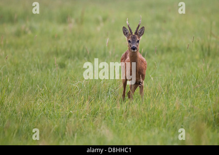 Roebuck, Chevreuil, Capreolus capreolus, Vechta, Niedersachsen, Allemagne Banque D'Images