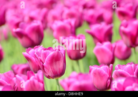 Le champ de tulipes roses, selective focus Banque D'Images