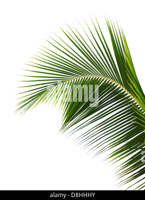 Feuille de palmier Banque D'Images