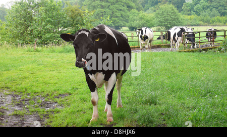 Sur le pâturage des vaches Banque D'Images