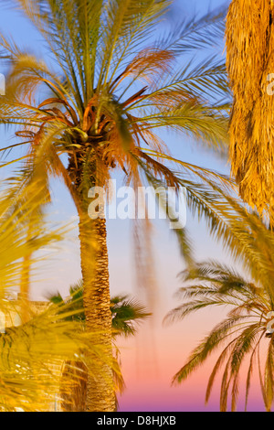Moyen-orient, Israël, Jérusalem, des palmiers en dehors des murs de la vieille ville au coucher du soleil Banque D'Images