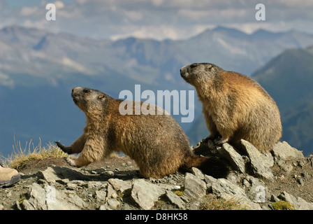 Marmotte alpine, Marmota marmota, parc national du Hohe Tauern, l'autriche Banque D'Images