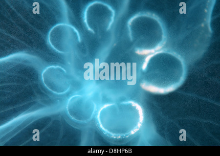 Une mutation génétique, cette méduse possède sept au lieu de quatre des gonades. Moon jelly, lune, méduses méduses commun Banque D'Images