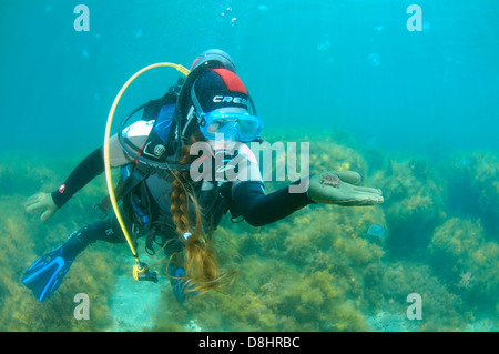Jeune femme scubadiver regarde sur le crabe. La mer Noire, la Crimée, l'Ukraine, l'Europe de l'Est Banque D'Images