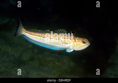 Plus grand poisson weever (Trachinus draco) Banque D'Images