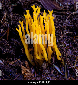 Calocera viscosa, communément connu sous le nom de champignons jaune stagshorn, trouvé dans les bois, en Écosse, au Royaume-Uni Banque D'Images