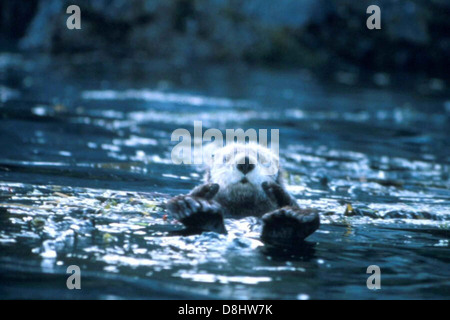 Un Enhydra lutris, ou loutre de mer, flotte gracieusement dans un lac. Connu pour sa nature ludique et sa fourrure dense, ce mammifère marin est souvent vu en utilisant des outils et en interagissant avec son environnement. Banque D'Images