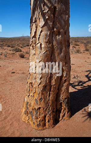 Écorce du tronc de kokerboom ou Quiver Tree (Aloe dichotoma), près de Fish River Canyon, le sud de la Namibie, l'Afrique Banque D'Images