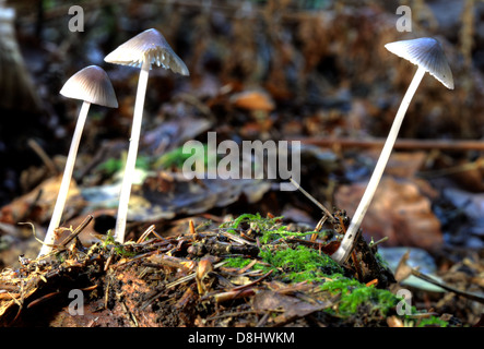 Forêt champignons, Humbie, East Lothian, Ecosse EH36 5PJ Banque D'Images