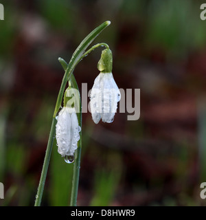 Perce-neige blanche anglaise dans la rosée du matin Cheshire, Angleterre, Royaume-Uni Banque D'Images