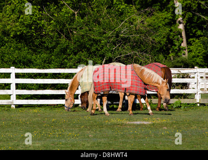 Chevaux avec des couvertures de cheval dans un corral. Banque D'Images