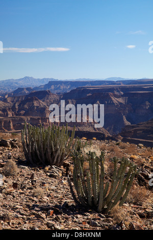 Cactus, Fish River Canyon, le sud de la Namibie, l'Afrique Banque D'Images