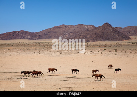 Les chevaux sauvages, Garub, Namib-Naukluft National Park, près de l'Aus, le sud de la Namibie, l'Afrique Banque D'Images