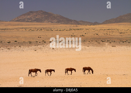 Les chevaux sauvages, Garub, Namib-Naukluft National Park, près de l'Aus, le sud de la Namibie, l'Afrique Banque D'Images