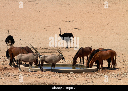 Les chevaux sauvages, gemsbok (Oryx), et des autruches, Garub waterhole, Namib-Naukluft National Park, près de l'Aus, le sud de la Namibie, l'Afrique Banque D'Images