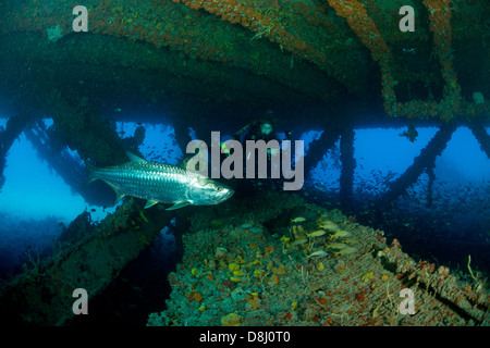 Un plongeur et un tarpon nager sur la plate-forme de Tenneco Towers à Fort Lauderdale, Floride Banque D'Images