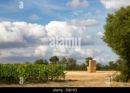 Vignes près de Cognac, Charente Maritime, France Banque D'Images