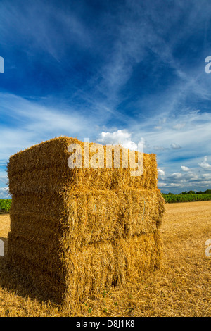 Les balles de foin et de vignes près de Cognac, Charente Maritime, France Banque D'Images