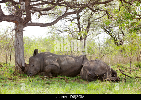 Le rhinocéros blanc (Ceratotherium simum) reposant dans le Parc National Kruger, Afrique du Sud. Banque D'Images