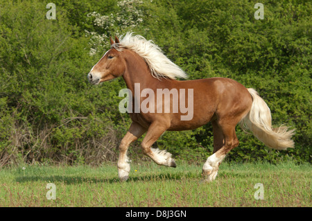 Coldblood galopante Banque D'Images